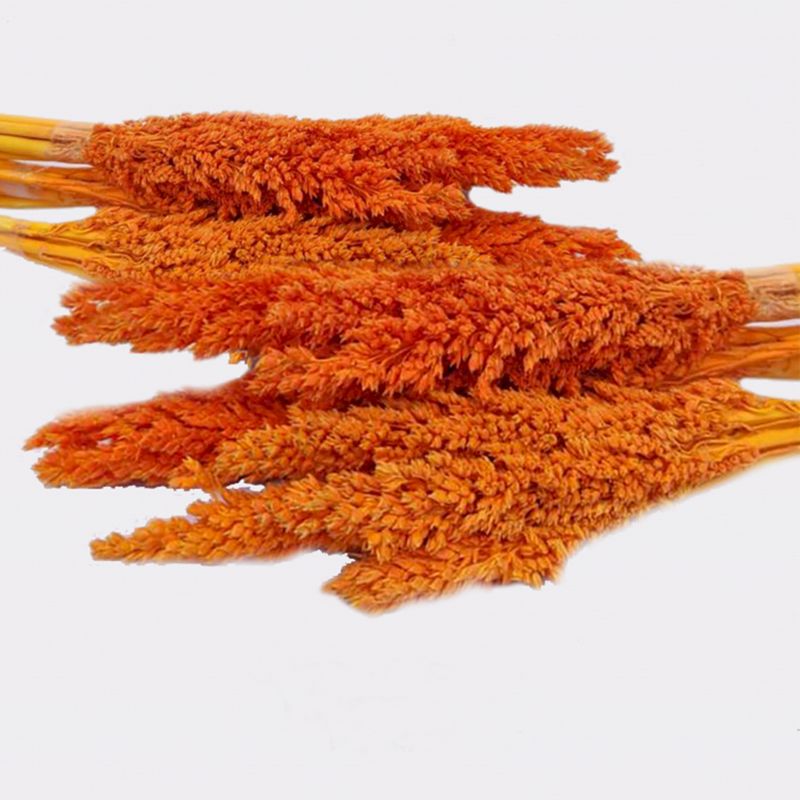 Trs Čiroku Dvoubarevného - Oranžový