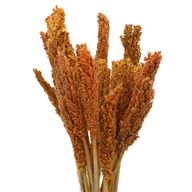 Trs Čiroku Dvoubarevného - Oranžový