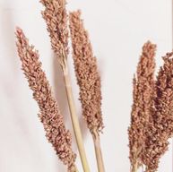 Trs Čiroku Dvoubarevného - Rust