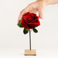 Dřevěné Pokojové Rostliny - Střední Jednoduchá Růže